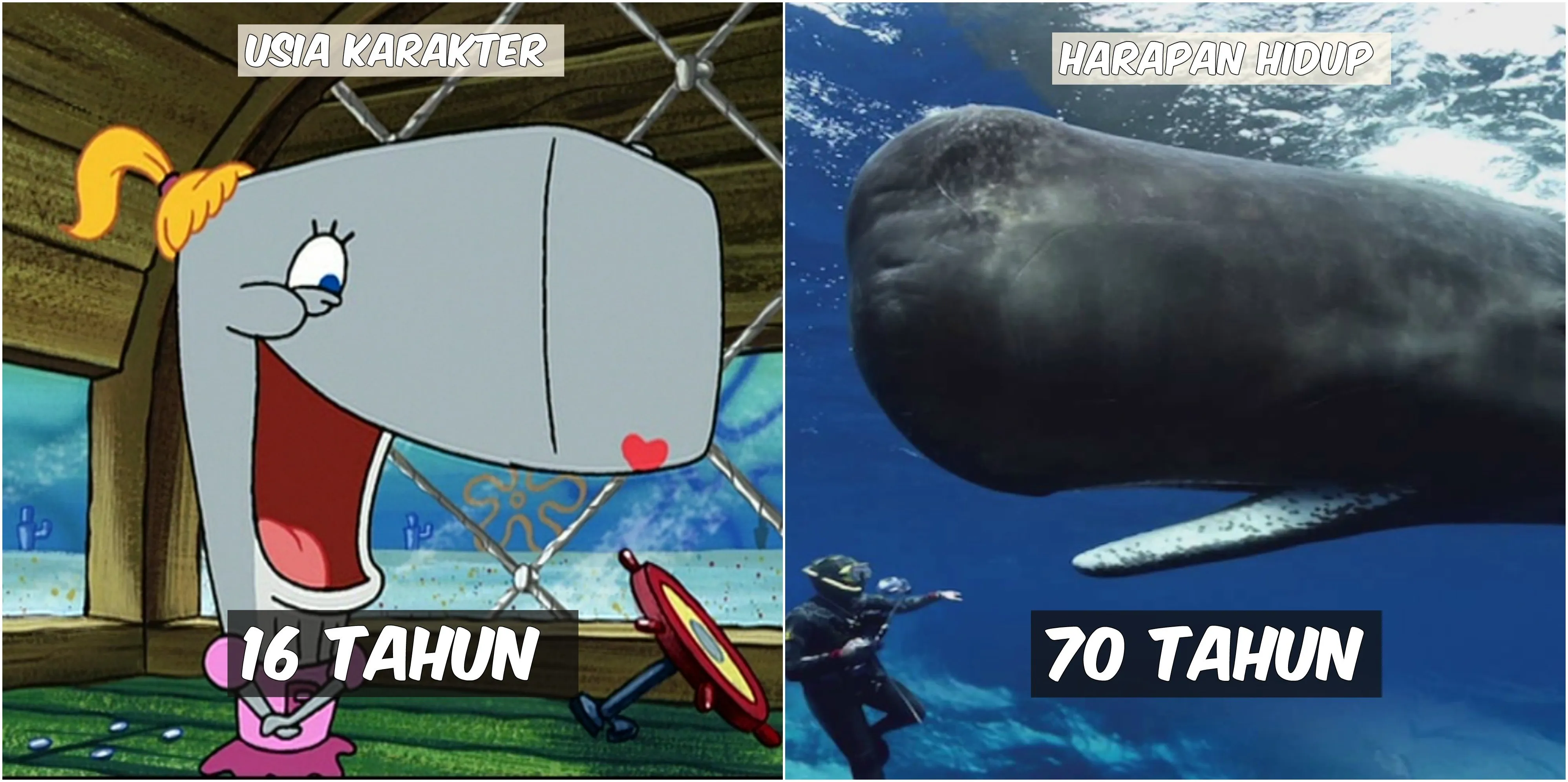 Usia 9 Karakter Spongebob VS Harapan Hidup Hewan di Lautan. Patrick Star Tinggal Setahun Lagi :(( 17