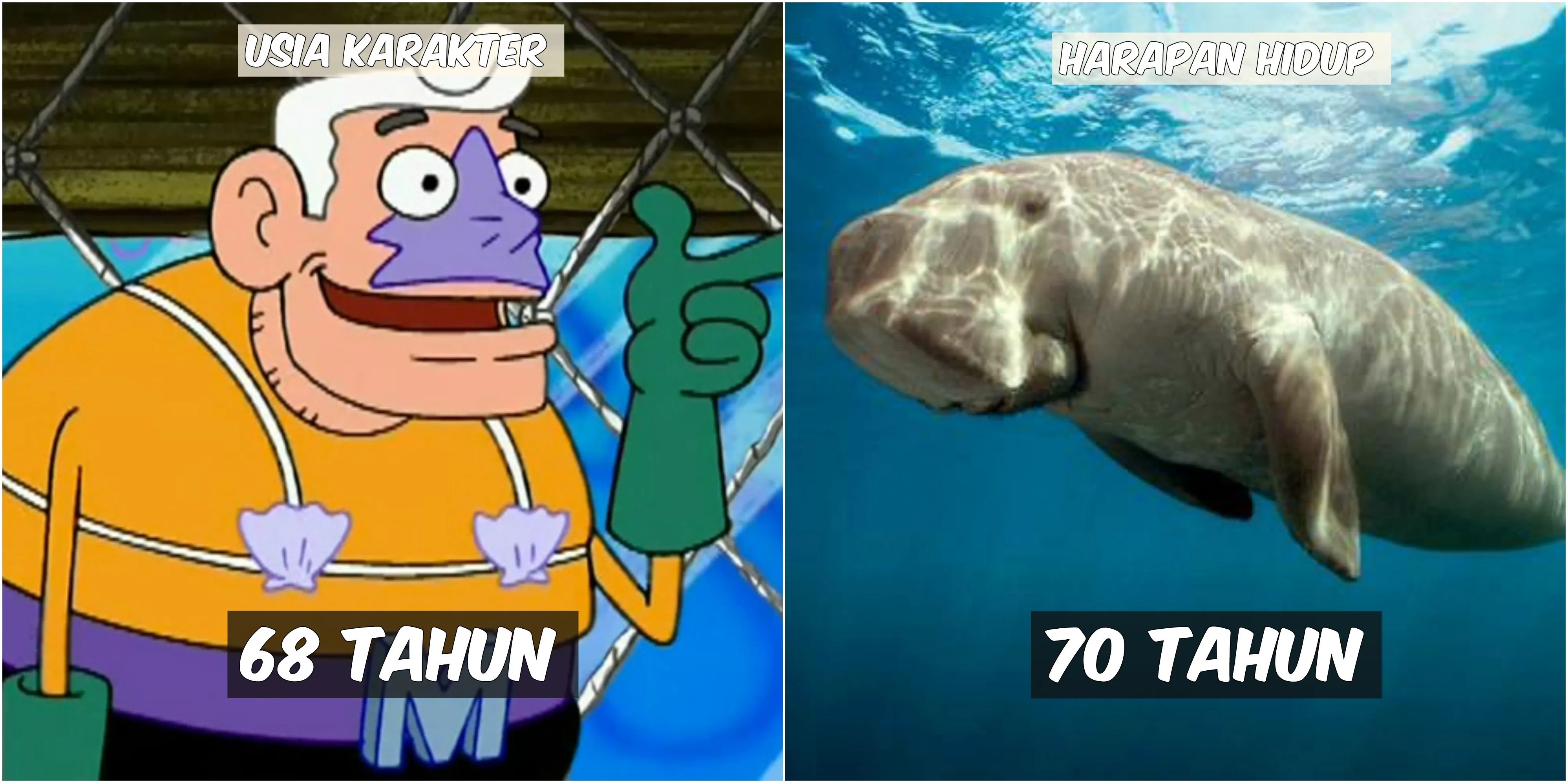 Usia 9 Karakter Spongebob VS Harapan Hidup Hewan di Lautan. Patrick Star Tinggal Setahun Lagi :(( 16
