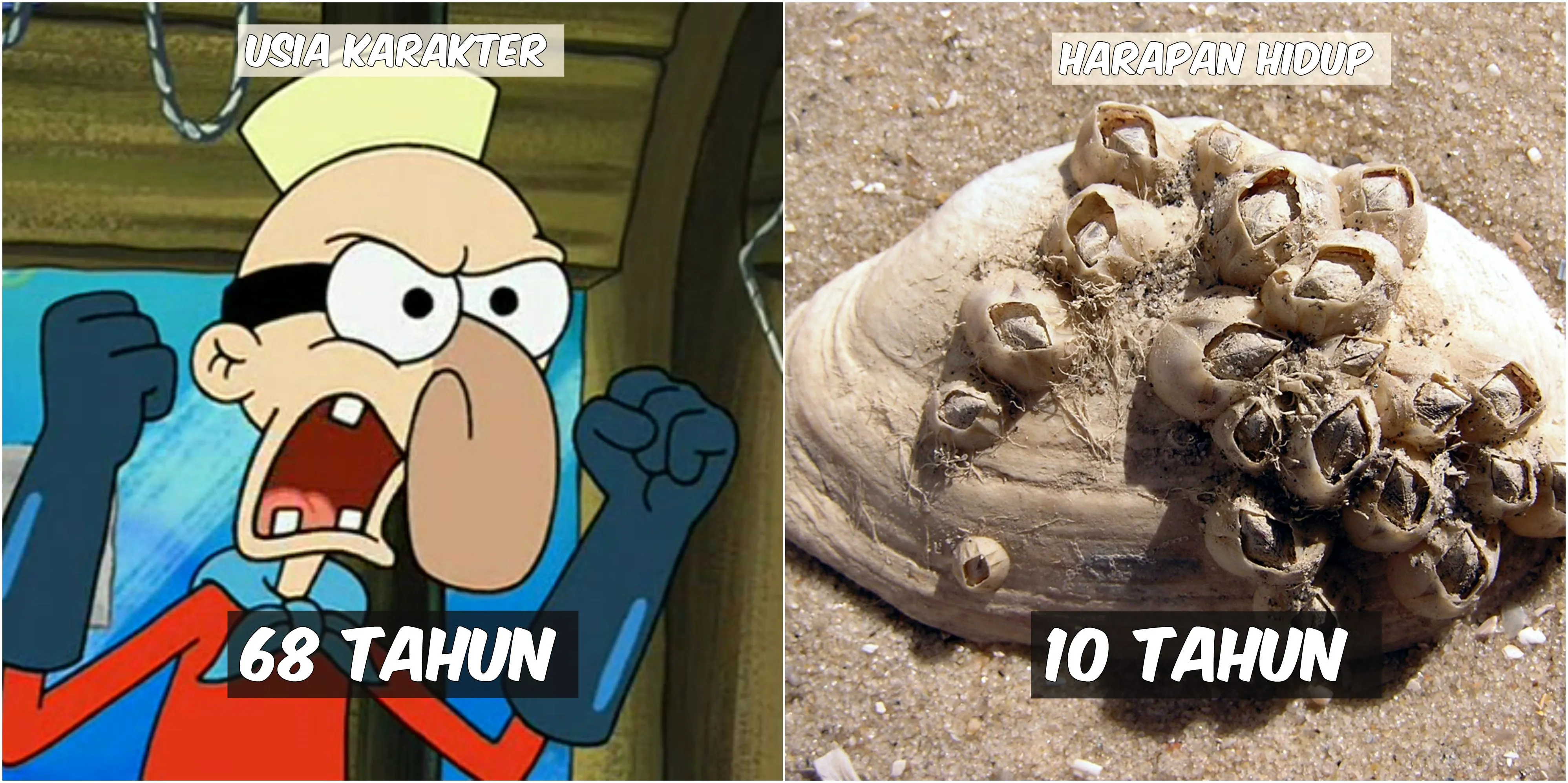 Usia 9 Karakter Spongebob VS Harapan Hidup Hewan di Lautan. Patrick Star Tinggal Setahun Lagi :(( 15