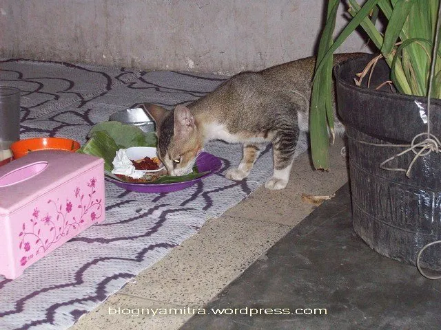 8 Ragam Perasaan Orang yang Takut sama Kucing. Di Saat Kalian Gemes dan Memujanya, Kami Gemetaran!!1 15