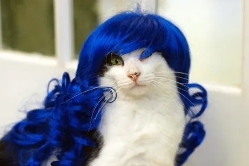 14 Model Rambut Kucing ini Pasti Bikin Kamu Mendadak Pengen Buka Salon. Gaya Banget nih~ 24