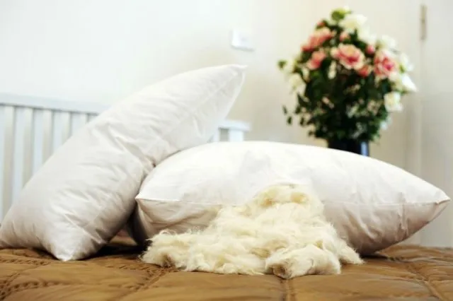 5 Jenis Bantal yang Bagus dan Nyaman Buat Tidur 6