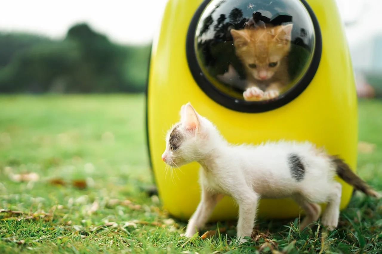 4 Cara Merawat Kucing buat Pemula yang Baru Pertama Kali Ingin Pelihara 5