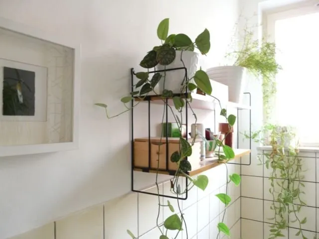 6 Trik Kamar Mandi Tanpa Ventilasi Anti Pengap & Lembab 9