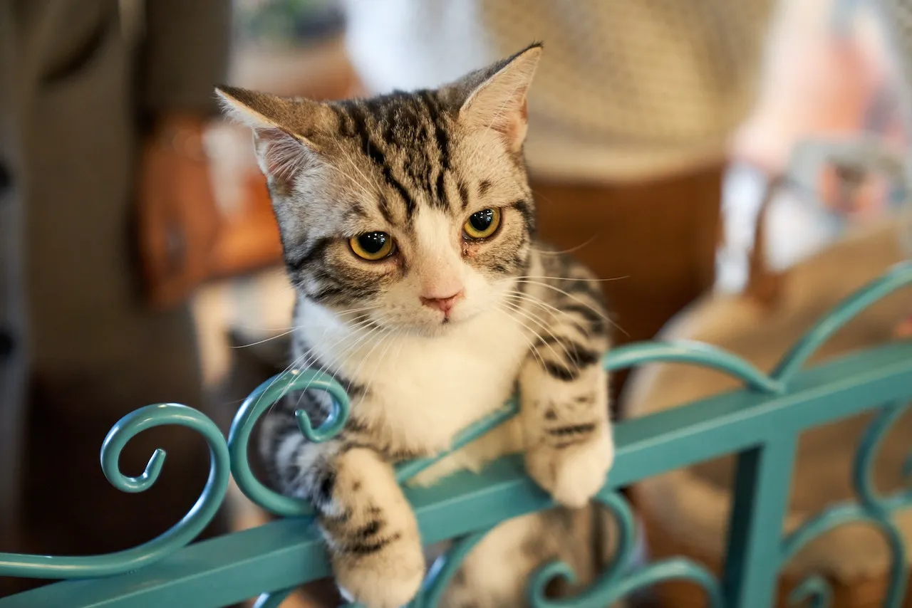4 Cara Merawat Kucing buat Pemula yang Baru Pertama Kali Ingin Pelihara 6