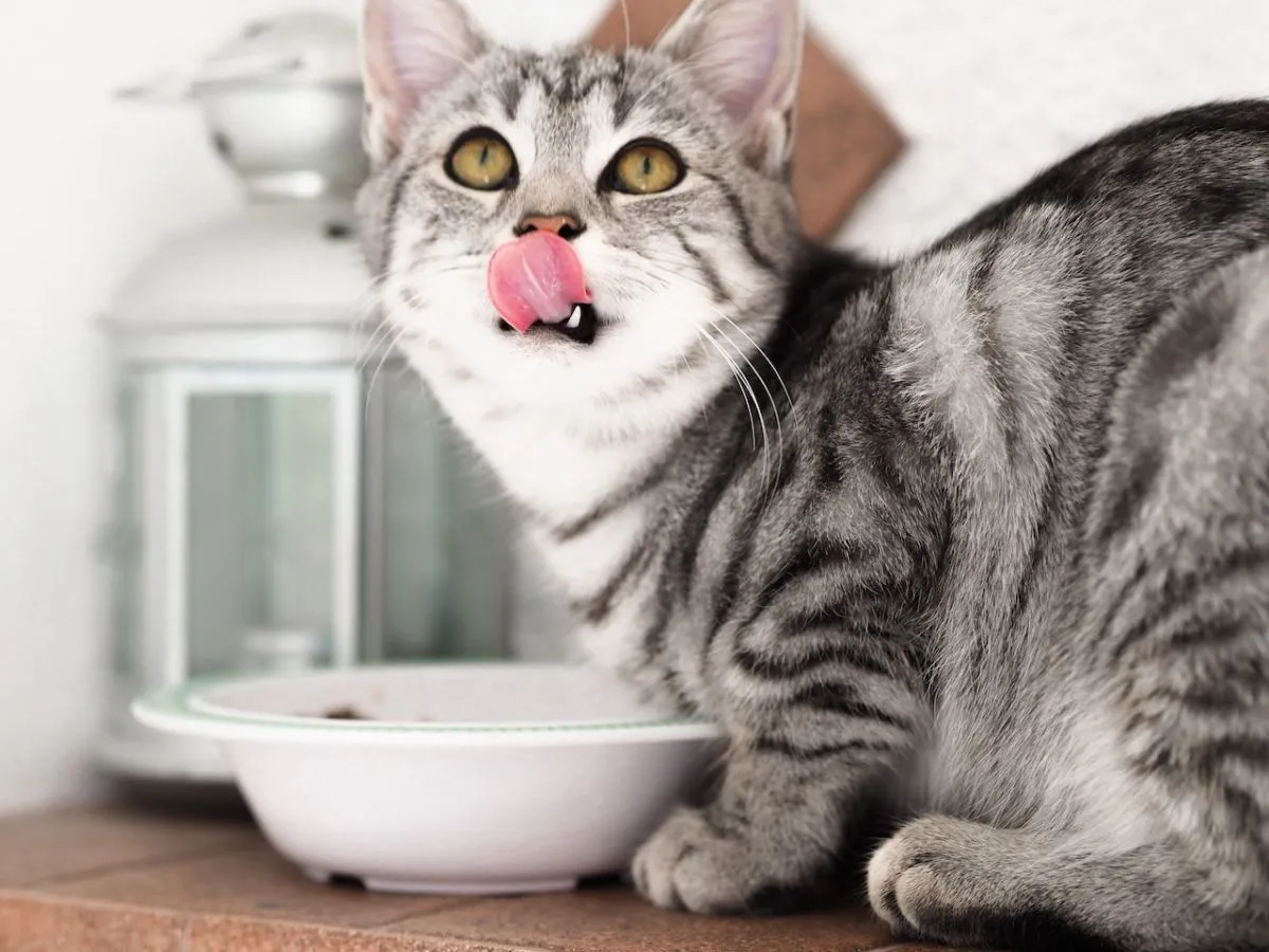 4 Cara Merawat Kucing buat Pemula yang Baru Pertama Kali Ingin Pelihara 7