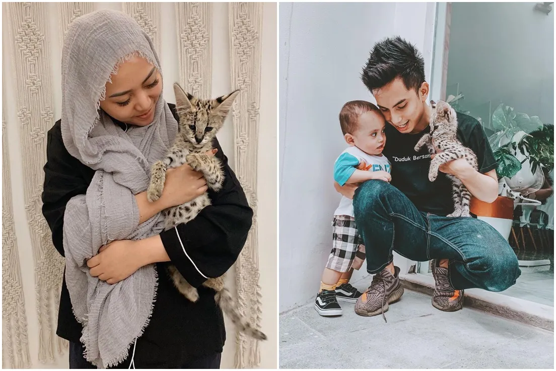 Menabak Karakter Orang dari Kucing Piaraannya. Kucing Oranye nih yang Paling Sering Ngeselin~