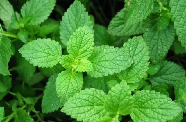 12 Cara Ampuh Mengusir Tikus Tanpa Racun atau Jebakan, Bisa Pakai Daun Mint! 15