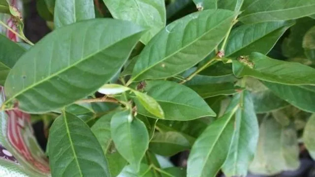 12 Cara Ampuh Mengusir Tikus Tanpa Racun atau Jebakan, Bisa Pakai Daun Mint! 22 cara mengusir tikus