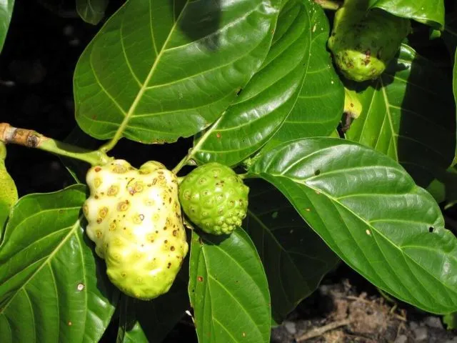 12 Cara Ampuh Mengusir Tikus Tanpa Racun atau Jebakan, Bisa Pakai Daun Mint! 23