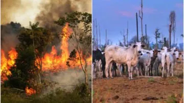 Hutan Amazon Terbakar, Salah Satu Solusi : Kurangi Makan Daging Sapi! Meski Aneh, Baca Deh Alasannya