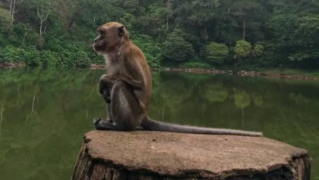 Potret Telaga Warna Puncak Bogor, Sajikan Keindahan Gradasi Warna yang Menakjubkan 9