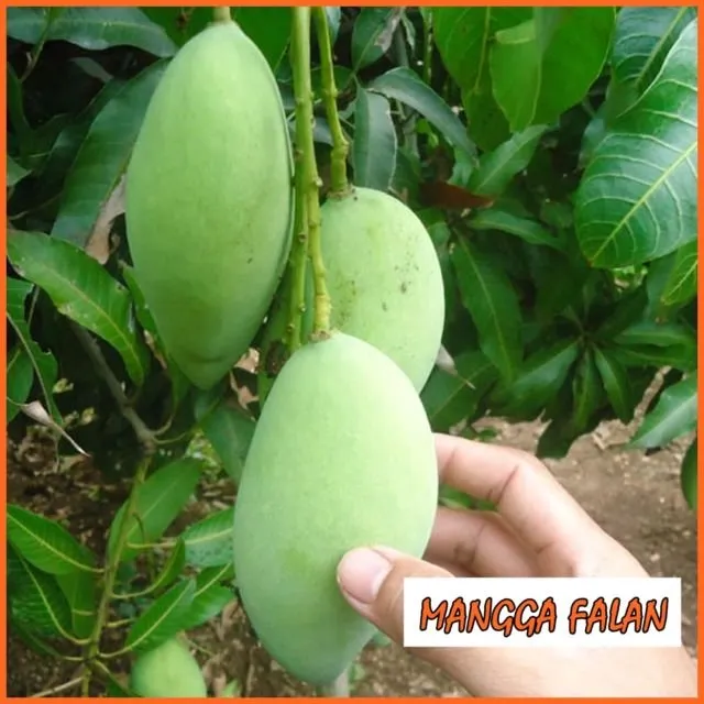 9 Jenis Mangga di Indonesia yang Ada di Pasaran 17