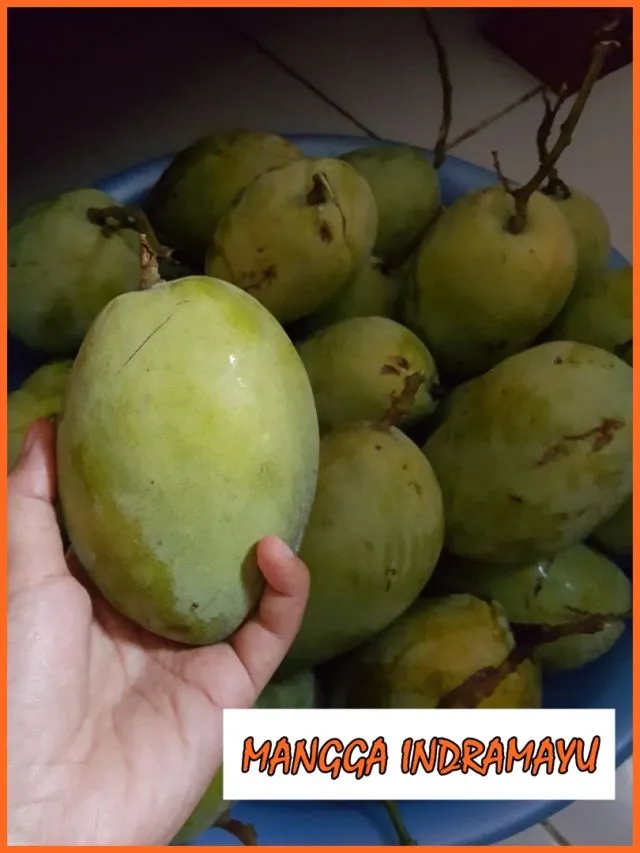 9 Jenis Mangga di Indonesia yang Ada di Pasaran 16 jenis mangga