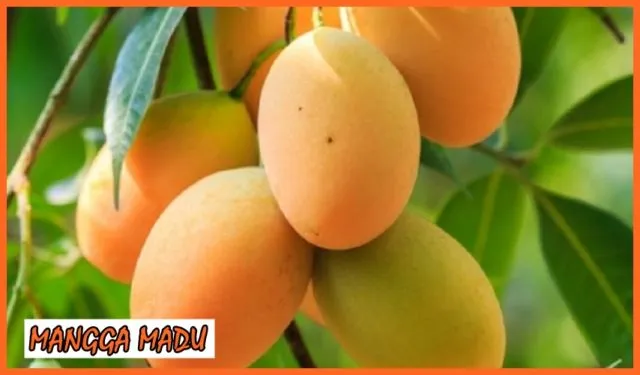 9 Jenis Mangga di Indonesia yang Ada di Pasaran 13 jenis mangga
