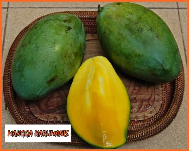 9 Jenis Mangga di Indonesia yang Ada di Pasaran 10 jenis mangga