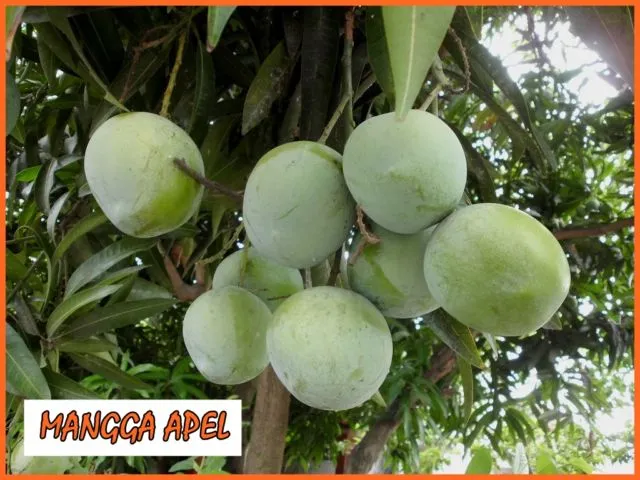 9 Jenis Mangga di Indonesia yang Ada di Pasaran 11