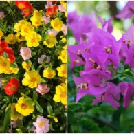 9 Tanaman Bunga di Halaman Rumah ini Nggak Kalah Cantik dengan Tabebuya