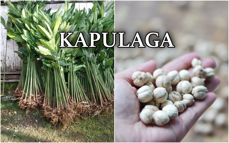 9 Wujud Asli Tanaman Bumbu Dapur yang Jarang Banget Kita Tahu. Oh, Ternyata Bentuknya Begitu 15