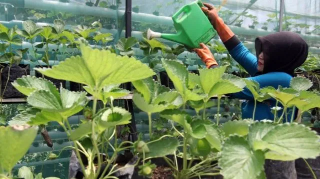 6 Cara Menanam Stroberi di Tempat Panas 10