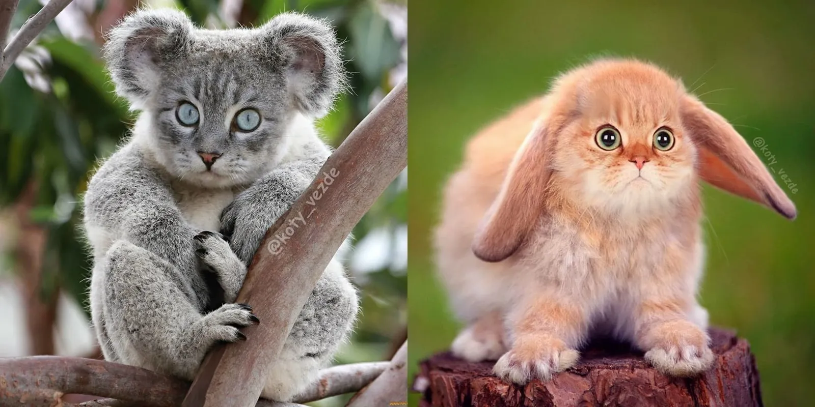 Inilah yang Terjadi Jika Hewan-Hewan ini Berwajah Kucing. Gemesnya Kebangetan, Bikin Pengen Piara!