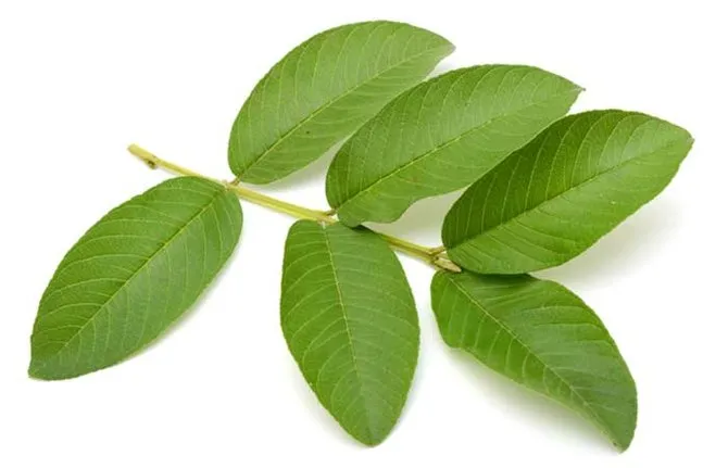 8 Cara Menghilangkan Rasa Pahit Daun Pepaya. Sobat Takut Getir Nggak Khawatir Makan Lagi! 11 menghilangkan pahit daun pepaya
