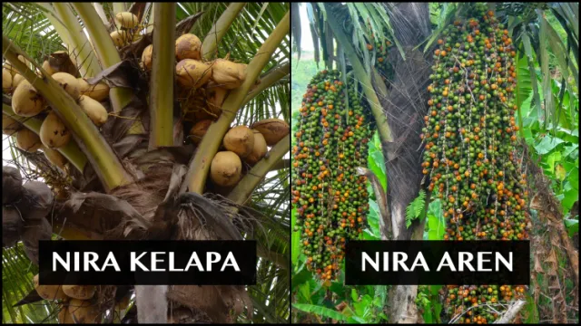 4 Perbedaan Gula Aren Asli & Gula Merah yang Mirip 5 perbedaan gula aren dan gula jawa