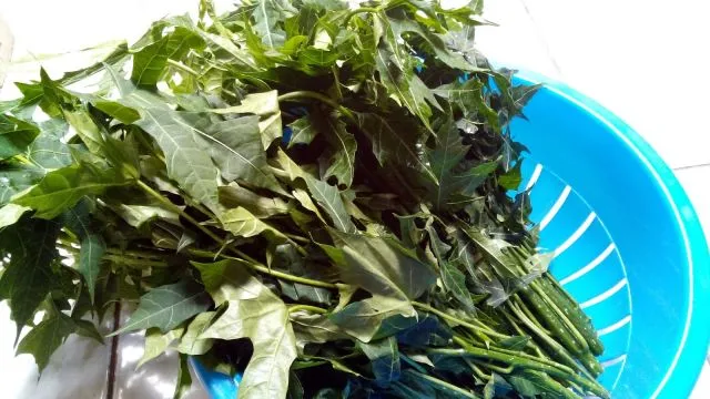8 Cara Menghilangkan Rasa Pahit Daun Pepaya. Sobat Takut Getir Nggak Khawatir Makan Lagi! 9 menghilangkan pahit daun pepaya