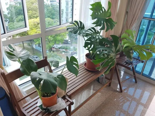 6 Cara Merawat Tanaman Monstera Indoor yang Mudah 7
