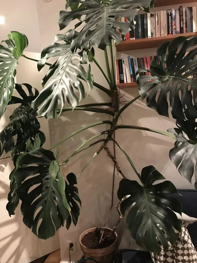 6 Cara Merawat Tanaman Monstera Indoor yang Mudah 9