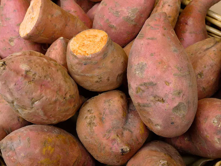 8 Makanan untuk Kekebalan Tubuh Selain Vitamin. Sudah Rutin Konsumsi? 14 makanan untuk kekebalan tubuh