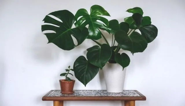6 Cara Merawat Tanaman Monstera Indoor yang Mudah 11
