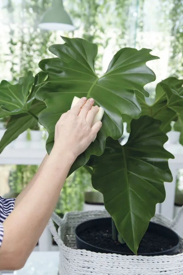6 Cara Merawat Tanaman Monstera Indoor yang Mudah 12