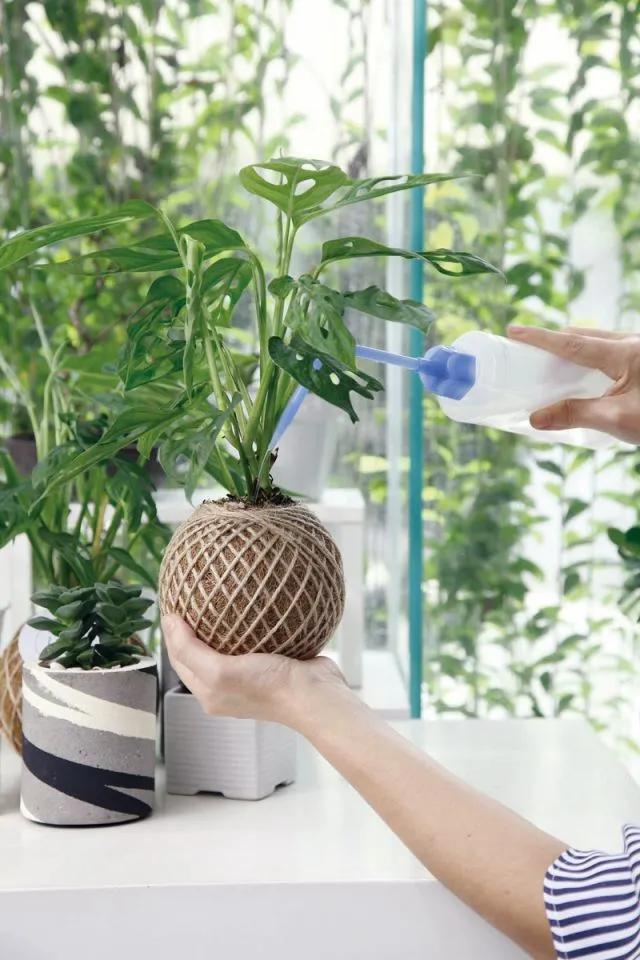 6 Cara Merawat Tanaman Monstera Indoor yang Mudah 8