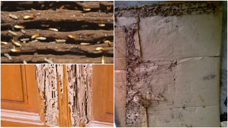 7 Cara Ampuh Basmi Rayap yang Gerogoti Perabot Kayu di Rumah. Selamatkan Sebelum Habis Rata!