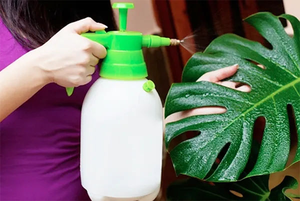 6 Cara Merawat Tanaman Monstera Indoor yang Mudah 10