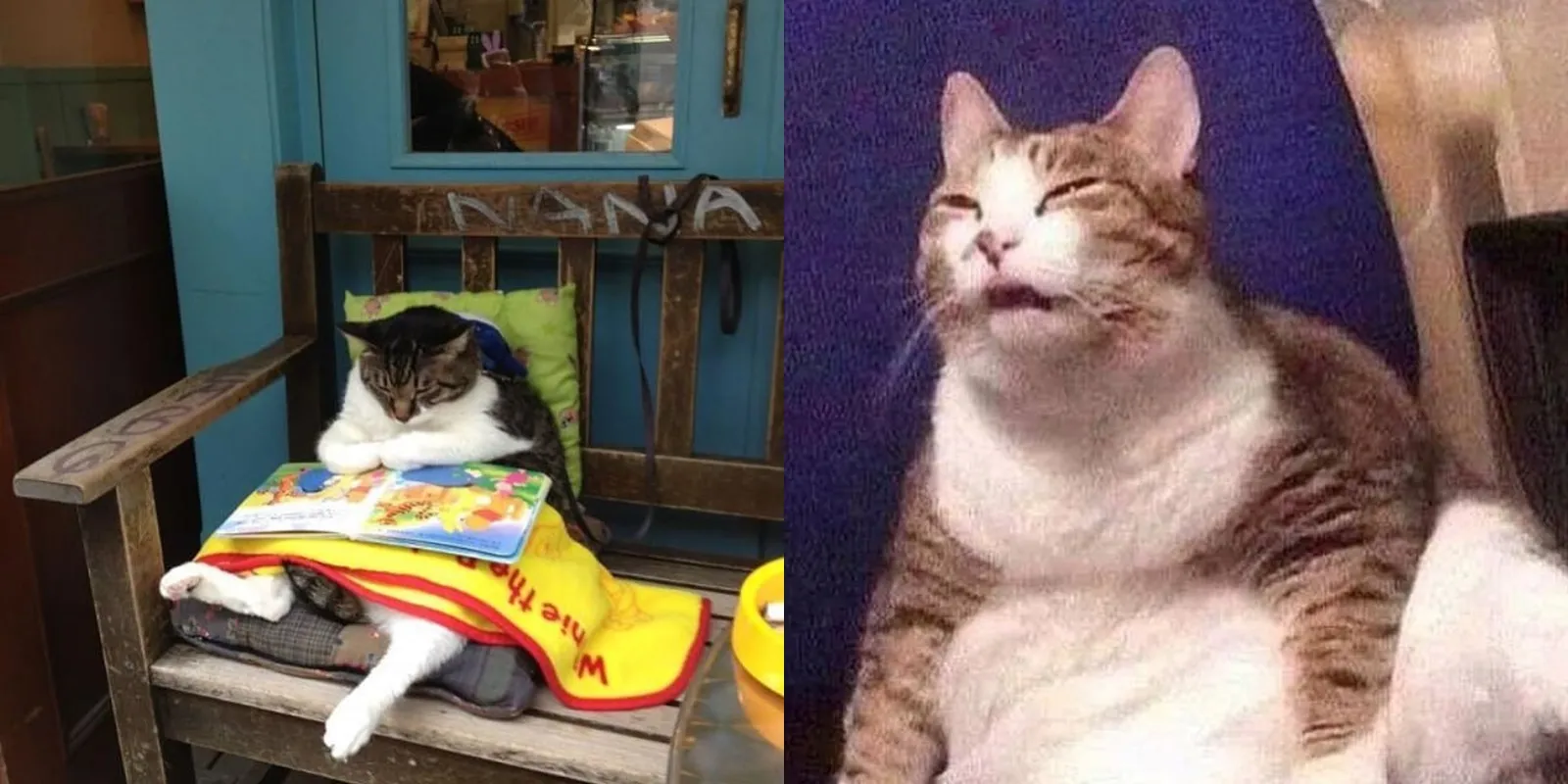 Jika Diibaratkan Kucing, Mungkin Beginilah 10 Potret Diri Kita Selama #dirumahaja. Aku Bocan!