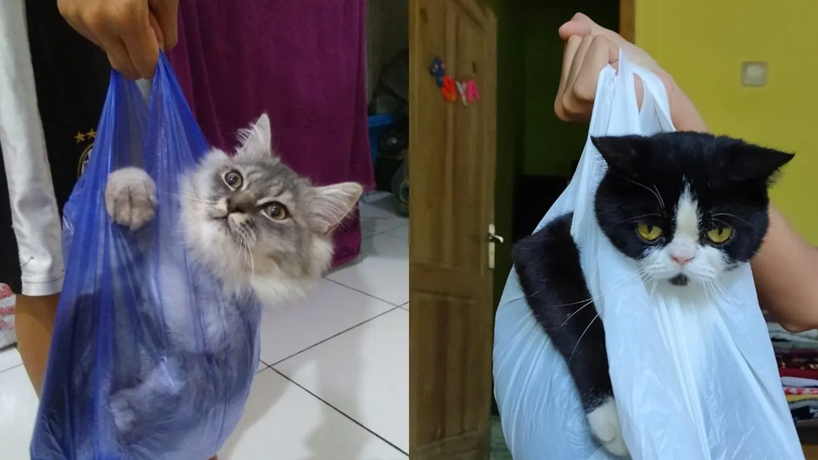 10 Potret Gemes Kucing dalam Plastik. Mudah Dibawa ke Mana-Mana Kayak Nasi Bancakan