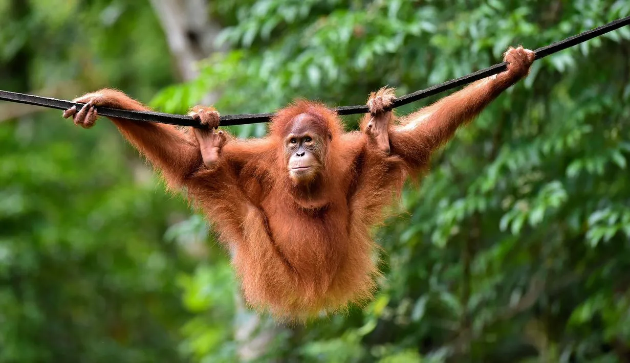 Viral, Orang Utan Ini Mencuci Tangan Pakai Air dan Sabun. Netizen: Lebih Pintar dari Manusia