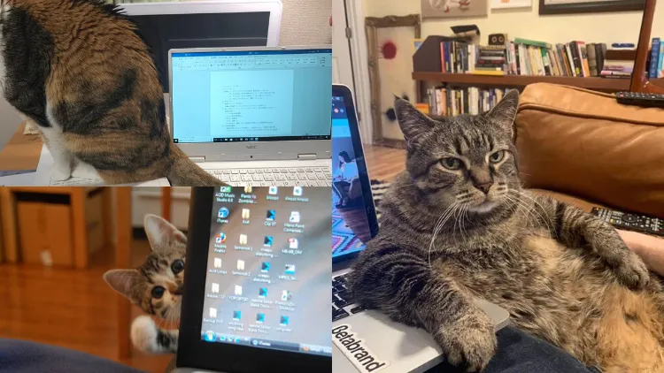 10 Potret Bukti Kucing Suka Gangguin Manusia yang Lagi Kerja. Tugas Numpuk Gegara Mereka nih!
