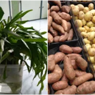 7 Cara Menyimpan Makanan Tanpa Kulkas. Dicelup Air Hingga Dibungkus Kertas