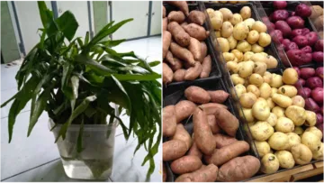 7 Cara Menyimpan Makanan Tanpa Kulkas. Dicelup Air Hingga Dibungkus Kertas