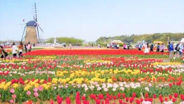 Sebanyak 800.000 Bunga Tulip di Jepang Dipotong Gara-gara Banyak Turis Datang. Sedih Sih Ini~