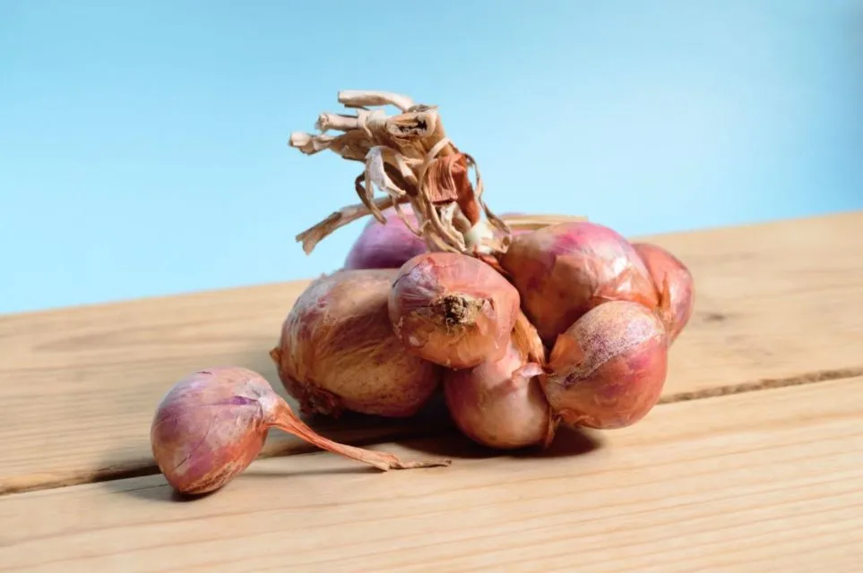 Penjelasan Detail Soal Manfaat Bawang Merah untuk Meredakan Perut Kembung Anak. Penting Nih, Moms! 7