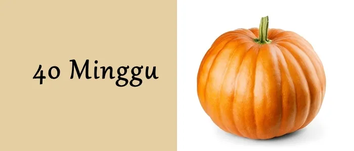 Mengagumi Ukuran Janin dari Minggu ke Minggu. Mulai Seukuran Biji-bijian Hingga Makin Besar! 20