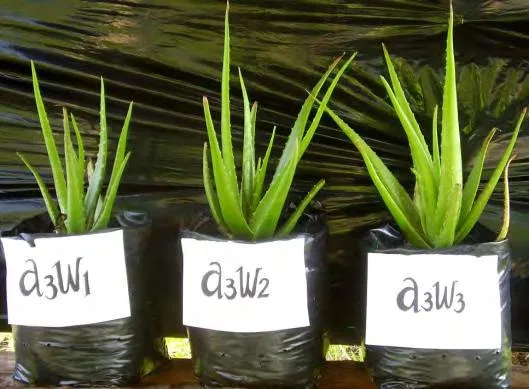 Aneka Cara Menanam Lidah Buaya di Rumah yang Mudah 9
