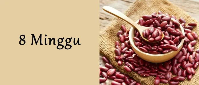 Mengagumi Ukuran Janin dari Minggu ke Minggu. Mulai Seukuran Biji-bijian Hingga Makin Besar! 12