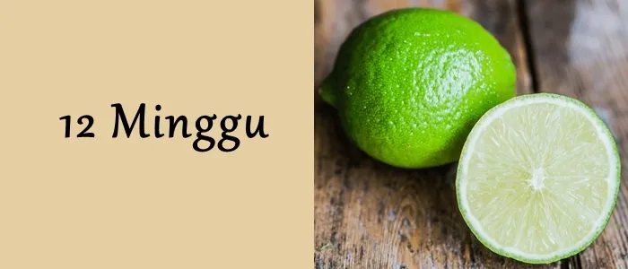 Mengagumi Ukuran Janin dari Minggu ke Minggu. Mulai Seukuran Biji-bijian Hingga Makin Besar! 13