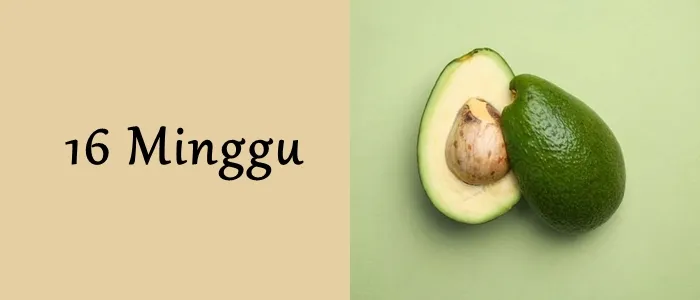 Mengagumi Ukuran Janin dari Minggu ke Minggu. Mulai Seukuran Biji-bijian Hingga Makin Besar! 14