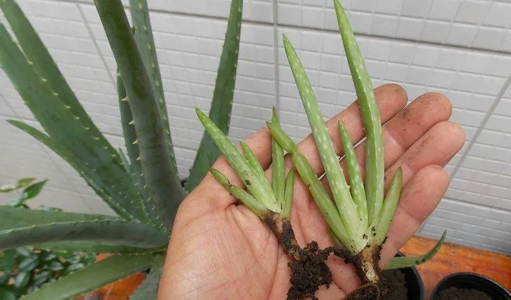 Aneka Cara Menanam Lidah Buaya di Rumah yang Mudah 8